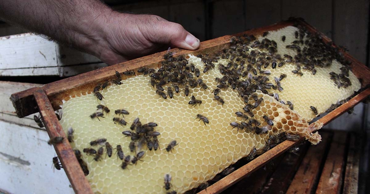 Az elengedhetetlen beporzók